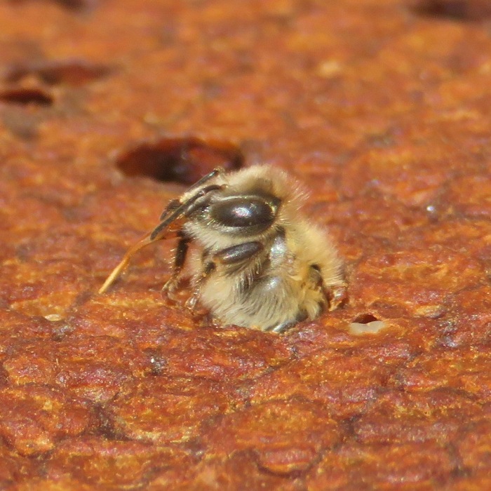 Single dead adult bee with tongue sticking out