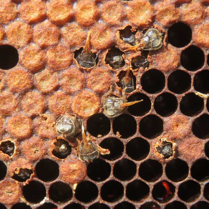 Several dead adult bees with tongues sticking out