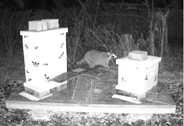 Raccoon near hives at night