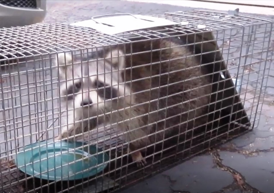 Raccoon making horse sounds