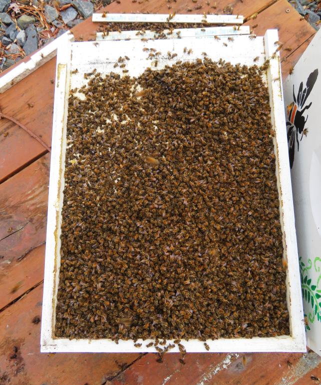 Dead bees on bottom board