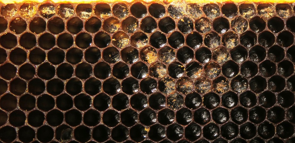 Tunnels made by wax moths in comb