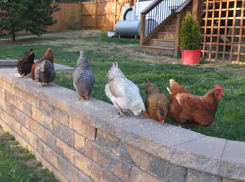 Chickens on retaining wall