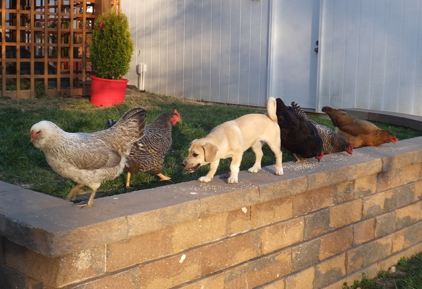 Daphne with chickens