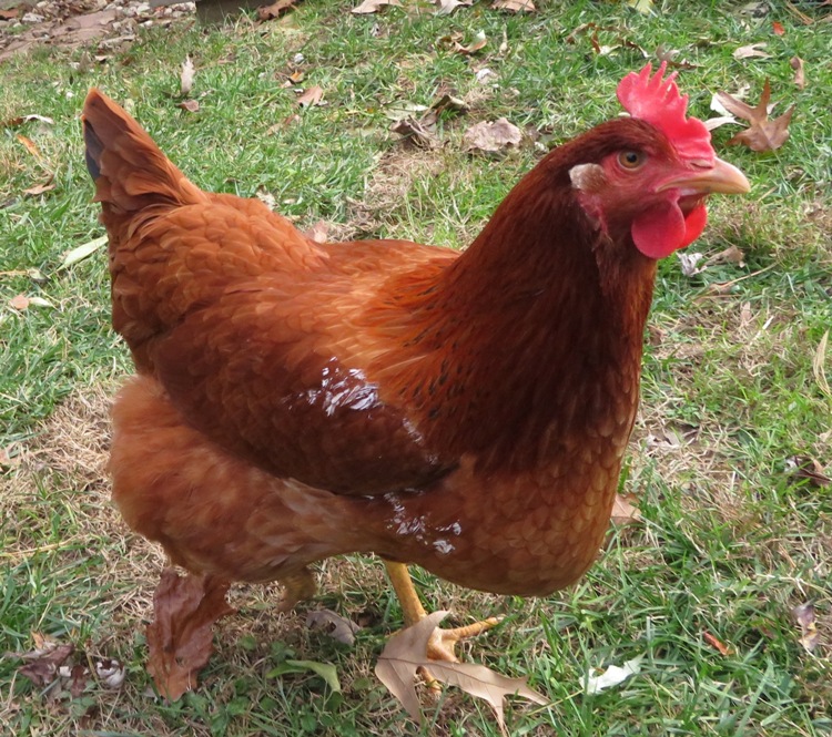 Nellie with paint on her feathers