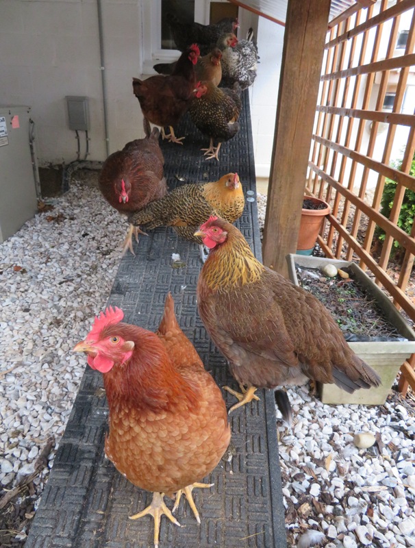 Chickens on Daphne's ramp