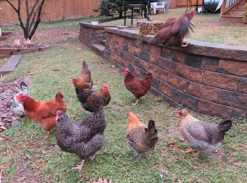 Chickens by the retaining wall with Penelope flying up to the top