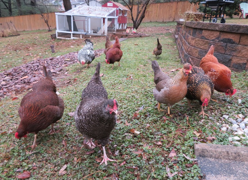 Chickens running towards me