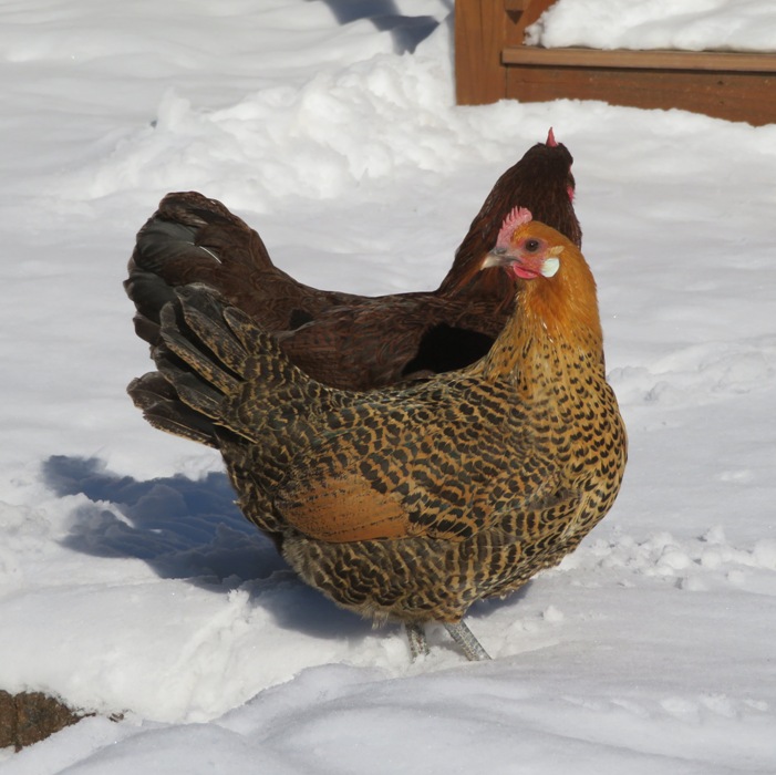 Gretchen and another chicken on the snow