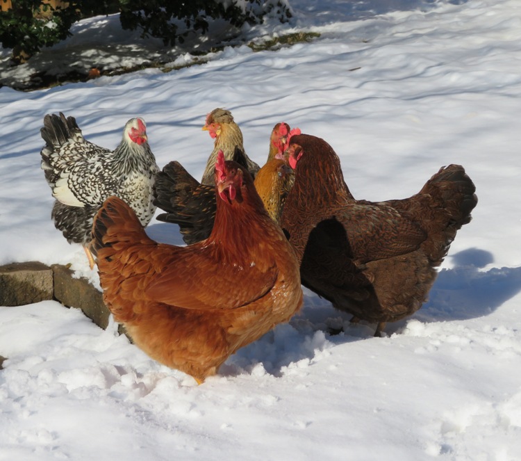 Chickens on the snow