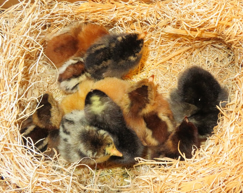 Chicks in shipping box