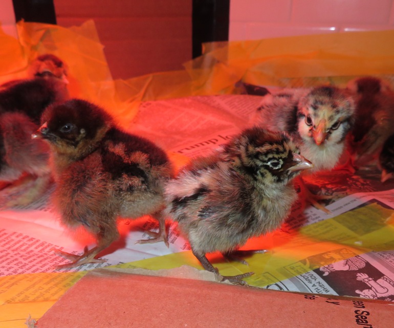 Chicks standing on newspaper