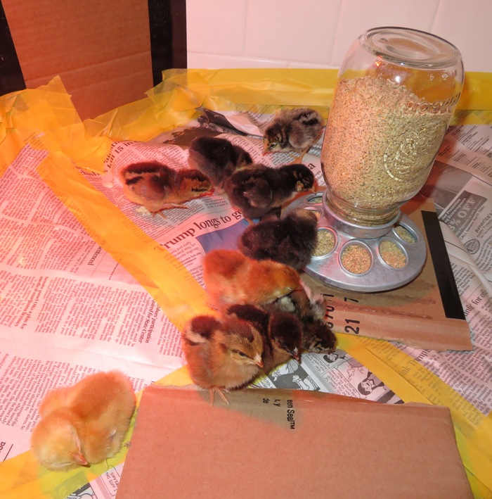 Chicks next to their feeder