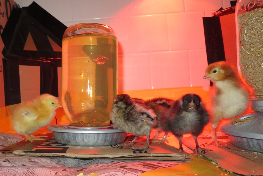 Chicks with food and drink on cardboard squares