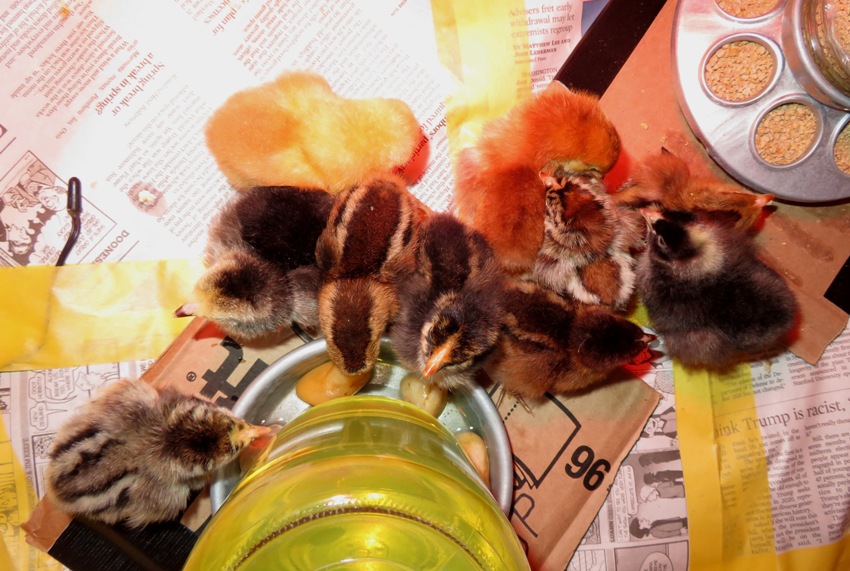 Overhead view of chicks by their fount