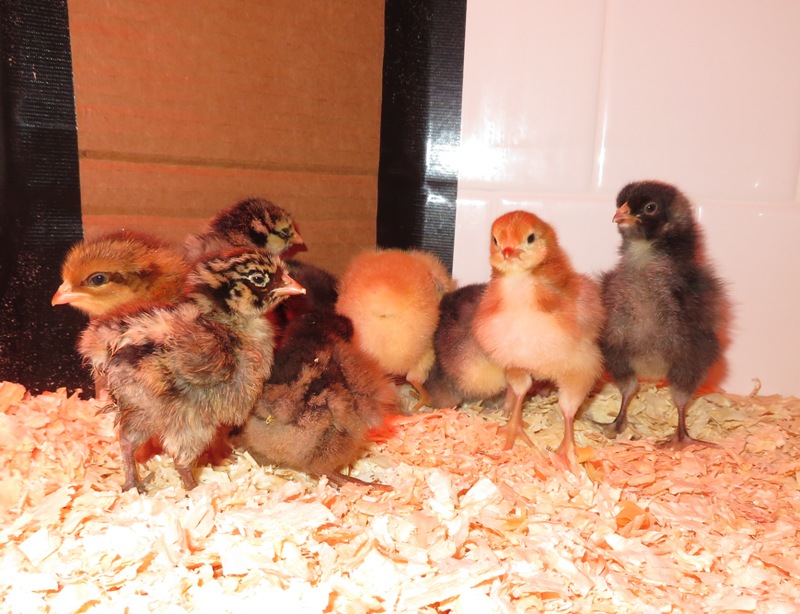 Chicks with cardboard covering corner in background