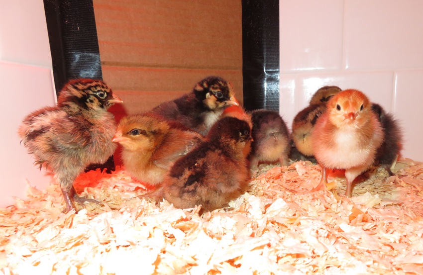 Another view of chicks with cardboard covering corner in background