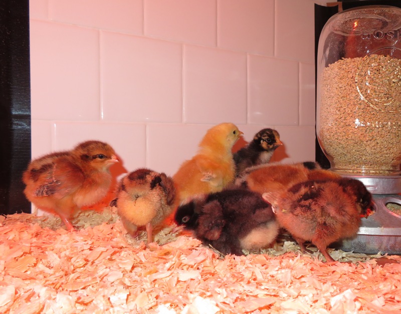 Chicks standing by feeder