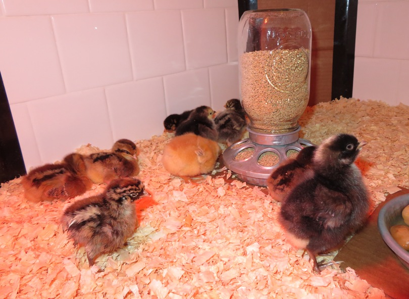 Chicks, some with stripes