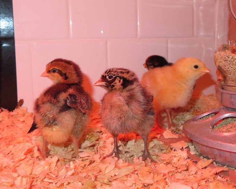 Three chicks, the rightmost is yellow