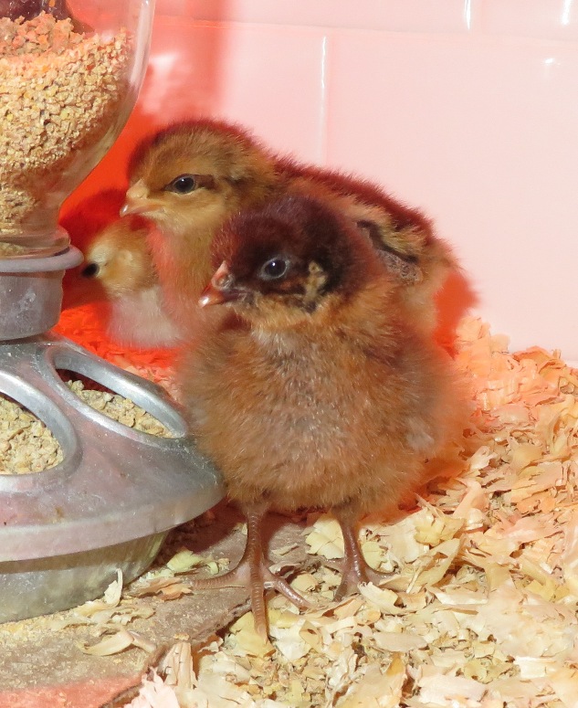 Two fluffy chicks