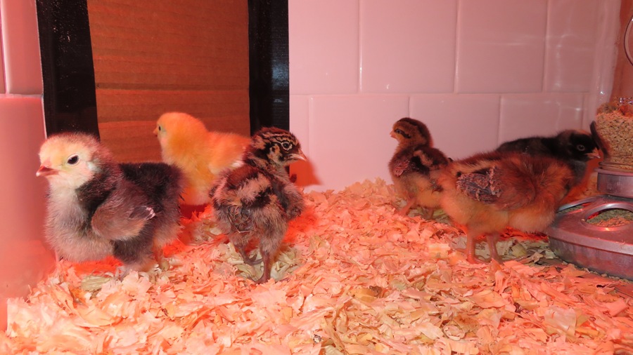 Several chicks with the one on left having a white face and dark body