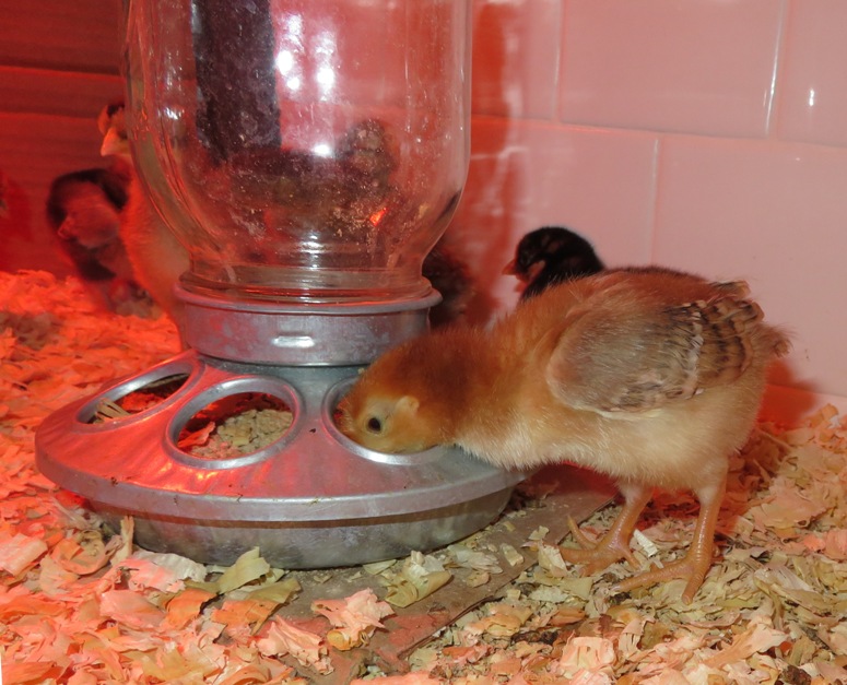 Chick eating from feeder