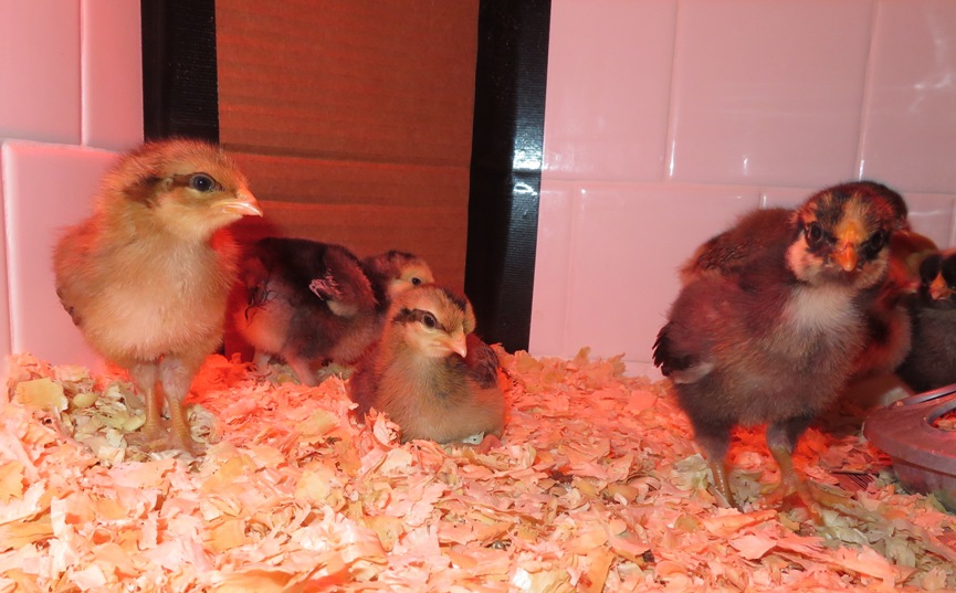 Various chicks, some with a stripe behind their eyes