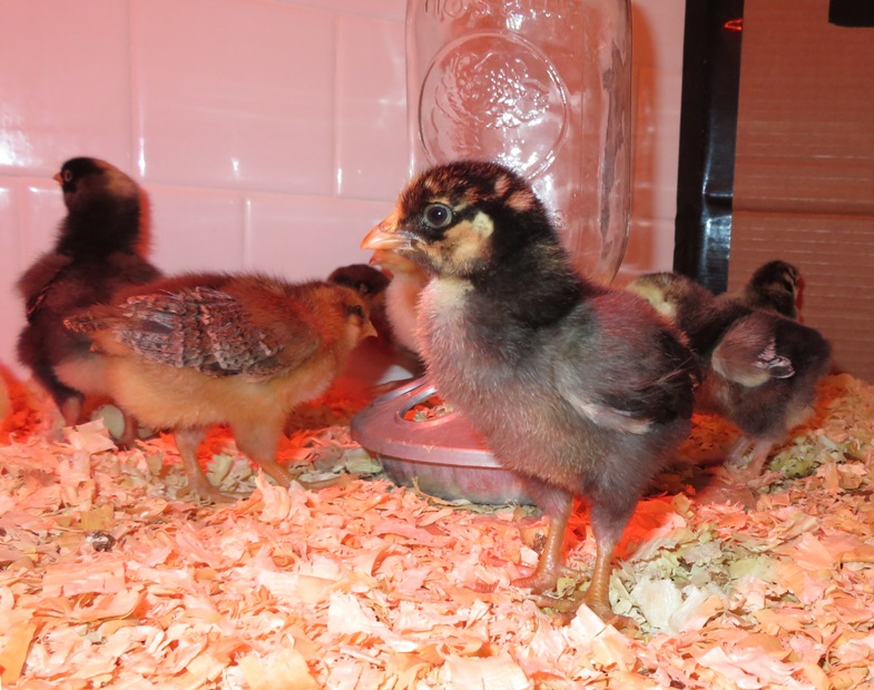 Side view of chick at feeder showing feathers