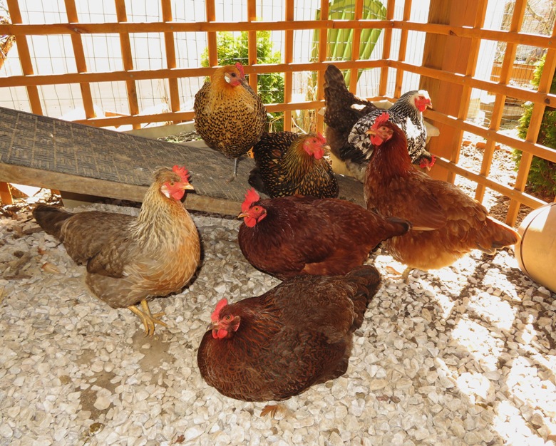 Chickens on dog ramp