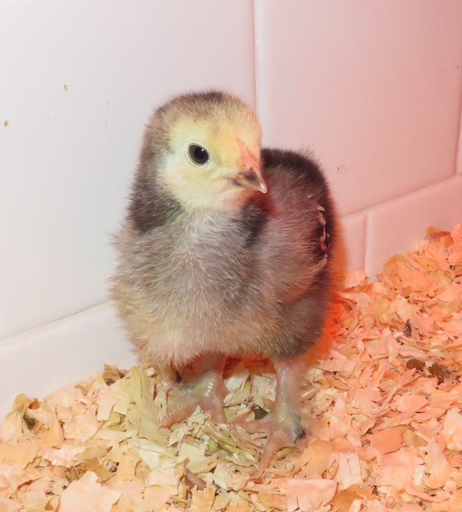 Chicks with yellow and black colors