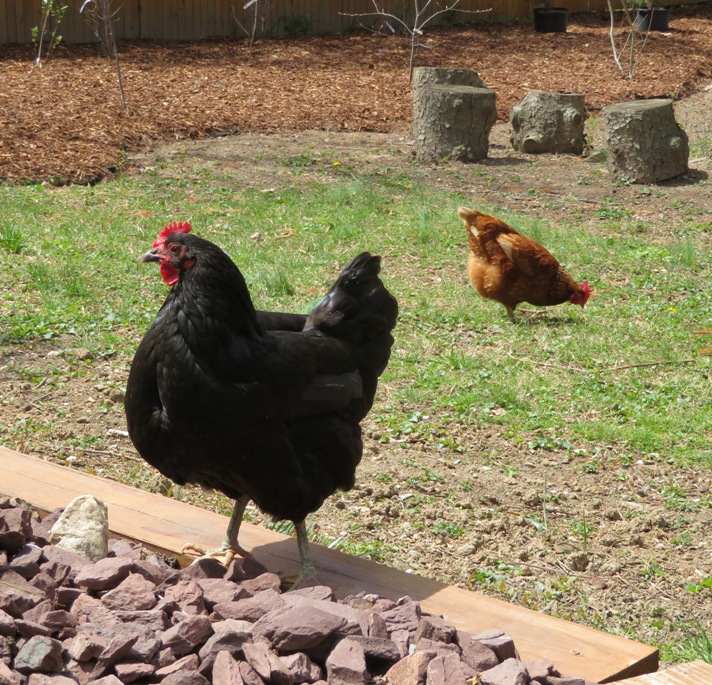 Abigail with Gertrude behind