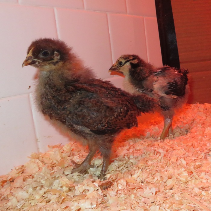 Fluffy dark chick with good posture