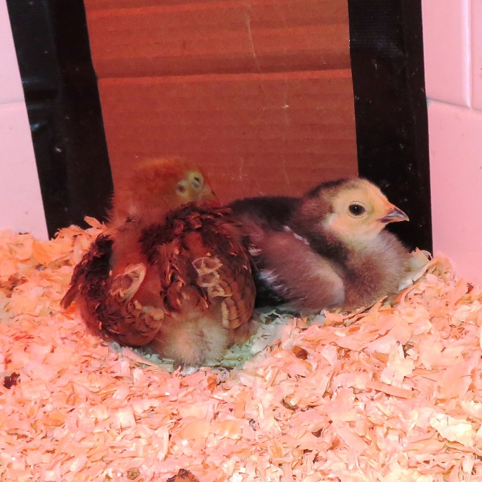 Two chicks lying