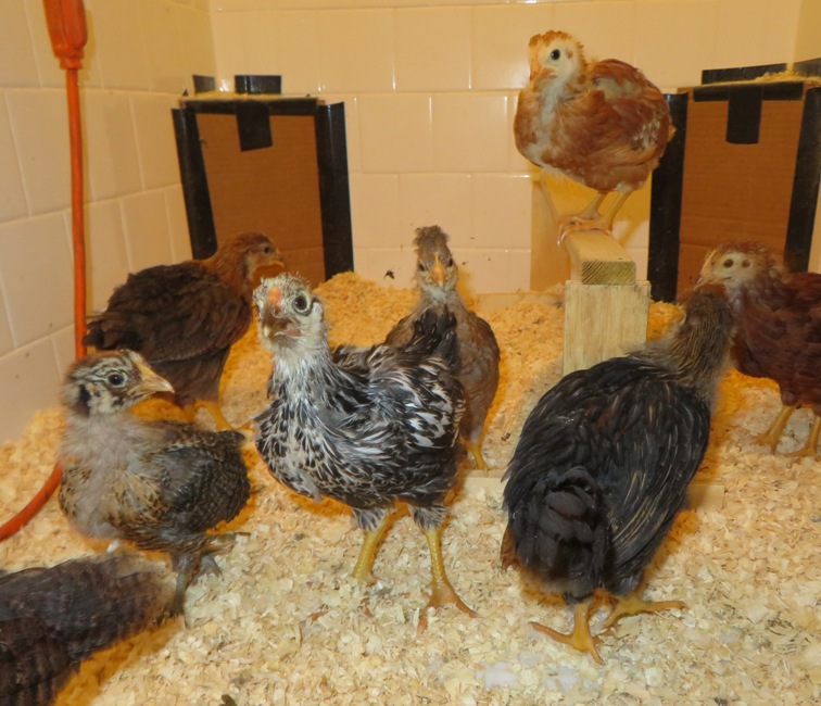 Various chicks, including the runt and a yellow one on the perch