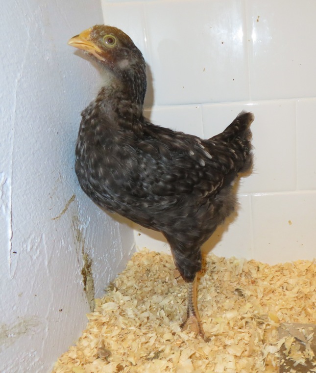 Black chick with white markings trying to stand as tall as possible