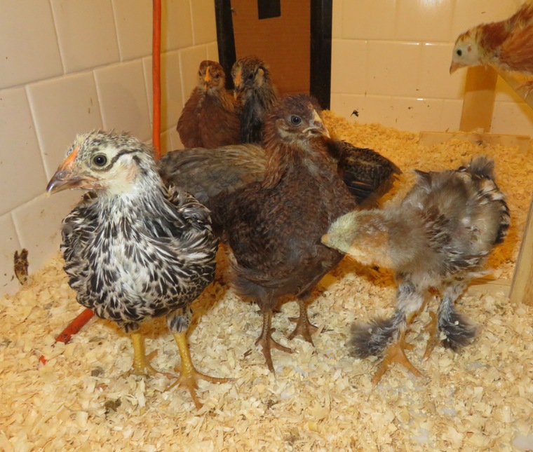 Various chicks, including one with equal parts black and white feathers...likely the Silver-Laced Wyandotte