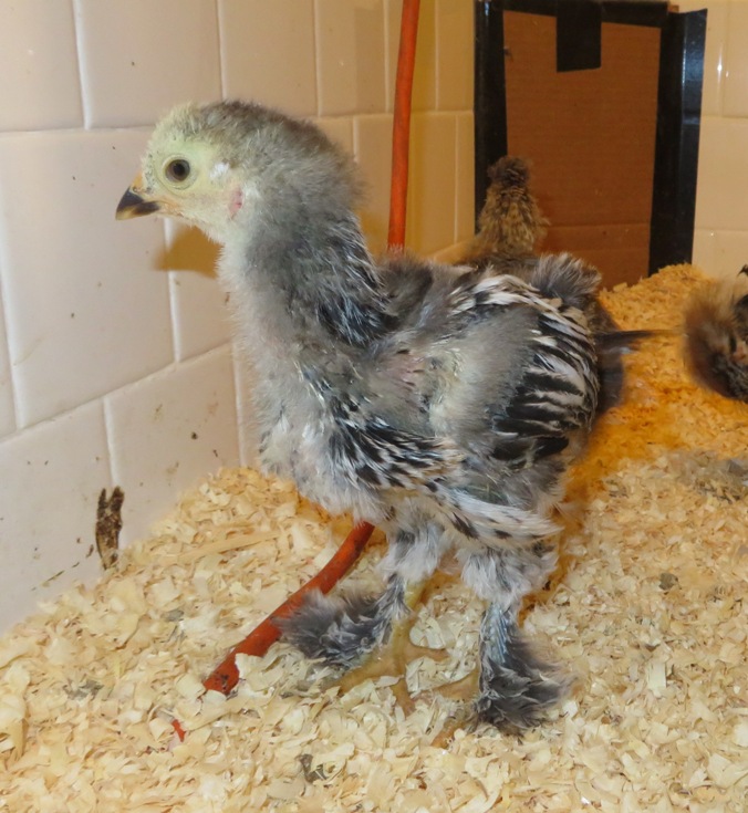 Big chick with feathery feet