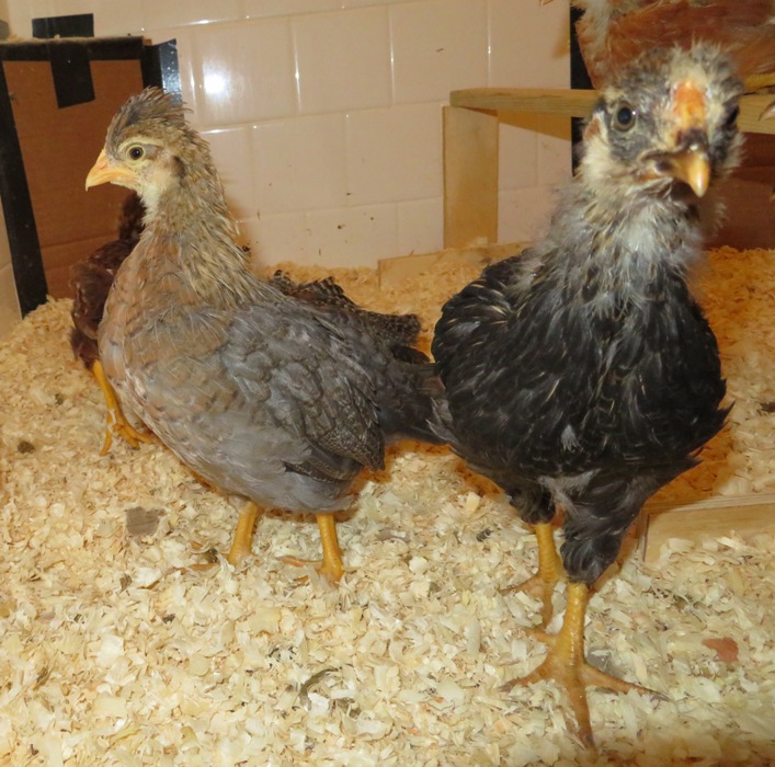 Two chicks with one likely a Cream Legbar