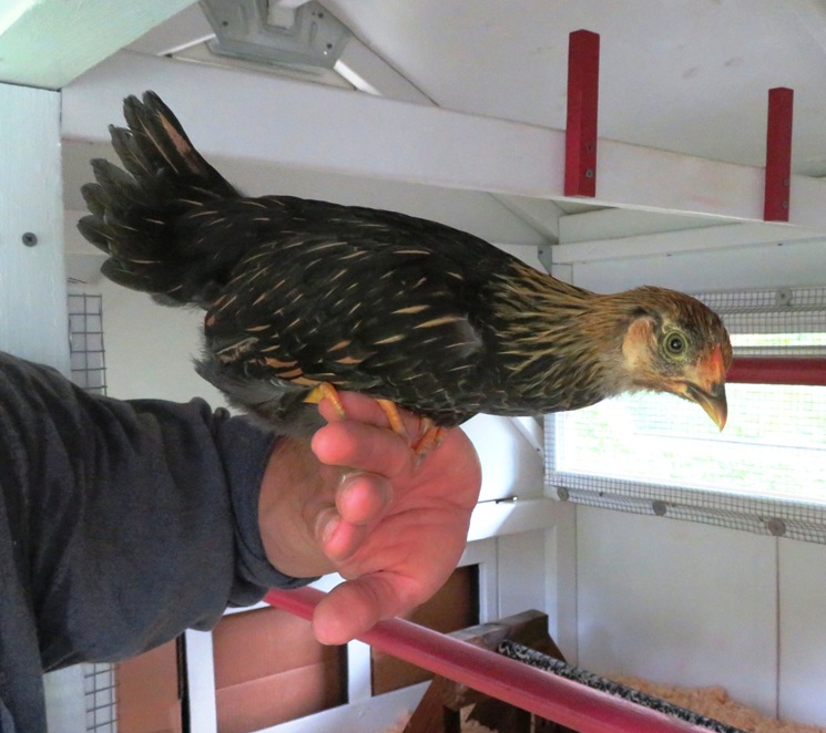 Chicken on my finger, probably a Golden Laced Wyandotte