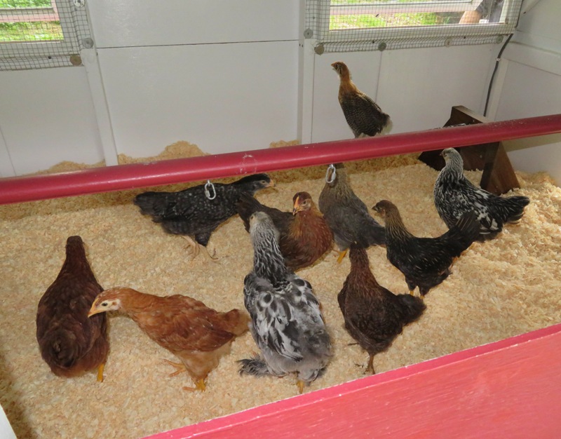 Chickens in coop for the first time