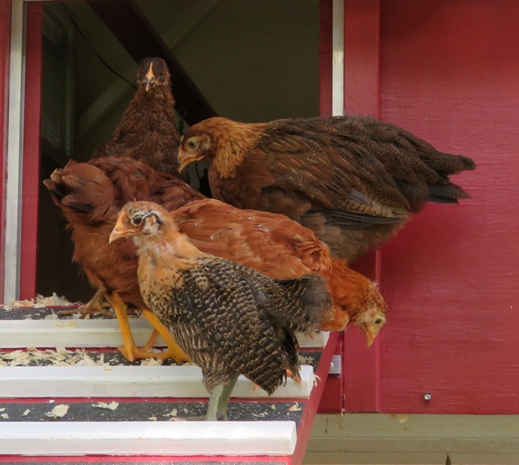 Chickens standing at the top of the ramp