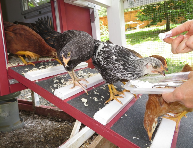 Chickens on ramp eating yogurt