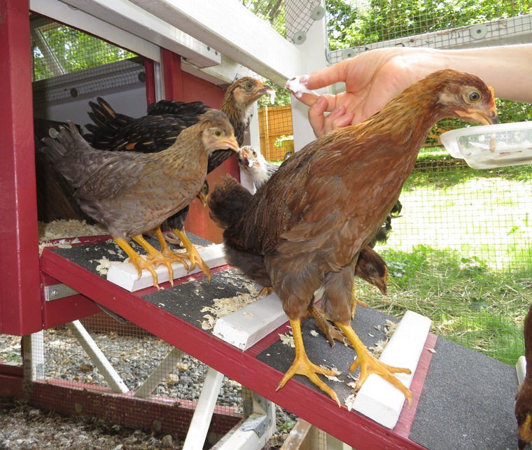 Chickens on ramp eating yogurt