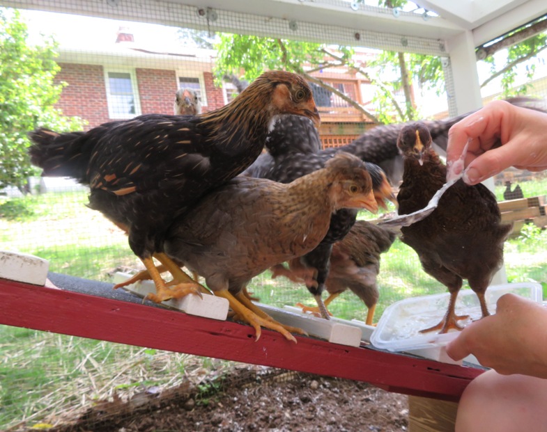 Norma feeding chickens yogurt with a spoon