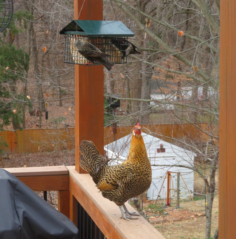 Gretchen under bird feeder on deck