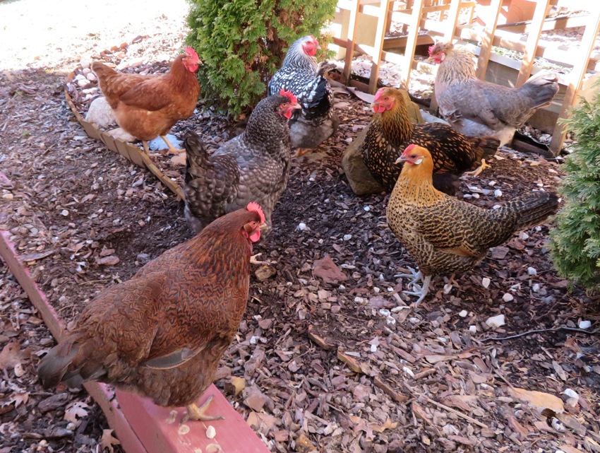 The girls with scattered mulch near the deck