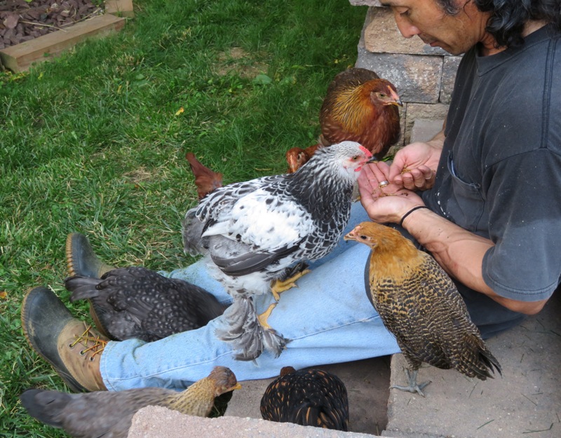 Chickens on or near me as I feed them mealworms