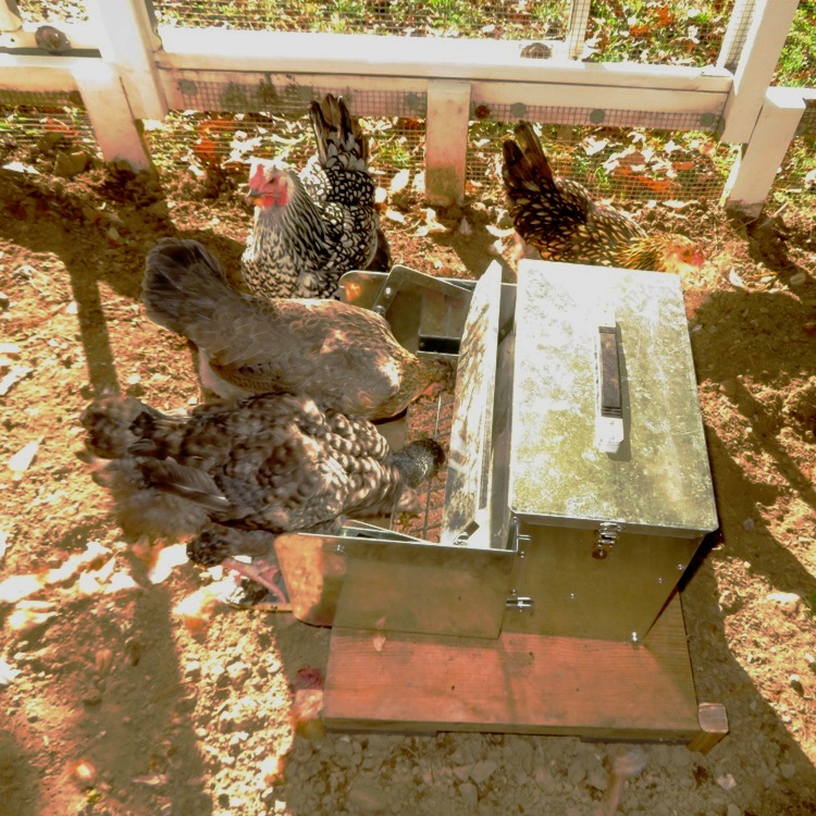 Chickens using rat-proof feeder