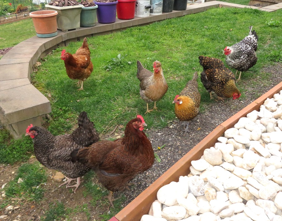 The girls on the lawn with most of their faces showing